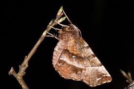 Attēlu rezultāti vaicājumam “Selenia dentaria larva”