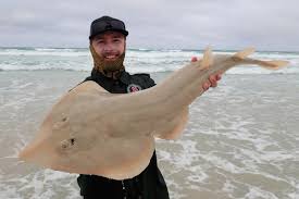 Image result for Acroteriobatus annulatus