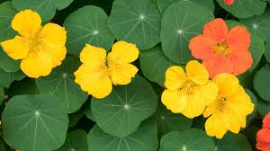 Attēlu rezultāti vaicājumam “Tropaeolum majus flower”