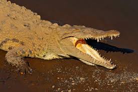 Image result for Crocodylus acutus