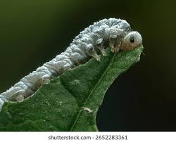 Attēlu rezultāti vaicājumam “Trichiosoma larva”