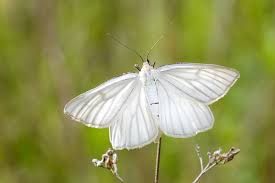Attēlu rezultāti vaicājumam “Siona lineata”