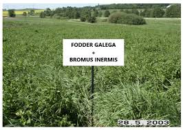 Attēlu rezultāti vaicājumam “Galega orientalis fruit”