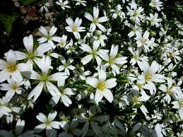 Attēlu rezultāti vaicājumam “Stellaria holostea fruit”