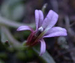 Attēlu rezultāti vaicājumam “Lobeliaceae”