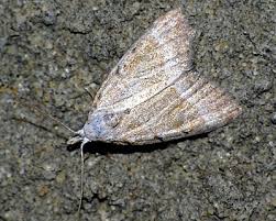 Attēlu rezultāti vaicājumam “Nola aerugula”