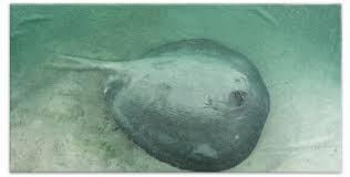 Image result for Styracura pacifica