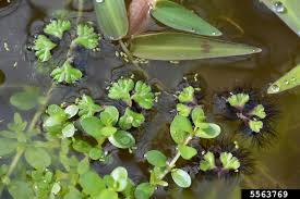 Attēlu rezultāti vaicājumam “Ricciocarpos natans”