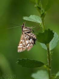 Attēlu rezultāti vaicājumam “Diasemia reticularis”