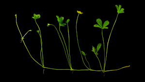 Attēlu rezultāti vaicājumam “Potentilla reptans”