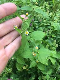 Attēlu rezultāti vaicājumam “Galinsoga quadriradiata leaf”