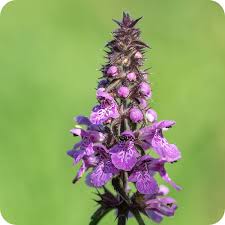 Attēlu rezultāti vaicājumam “Stachys palustris flower”