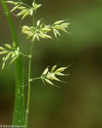 Attēlu rezultāti vaicājumam “Calamagrostis arundinacea leaf”