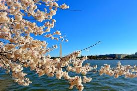 Image result for "cherry blossom" washington