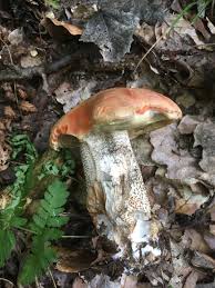 Attēlu rezultāti vaicājumam “Leccinum aurantiacum”