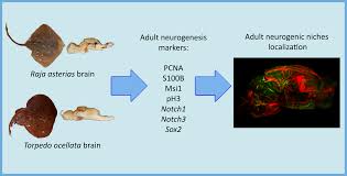 Image result for Raja asterias