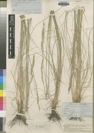 Attēlu rezultāti vaicājumam “Festuca psammophila”