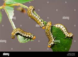 Attēlu rezultāti vaicājumam “Allantus cinctus”