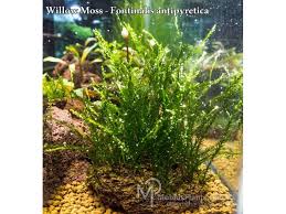 Attēlu rezultāti vaicājumam “Fontinalis antipyretica”