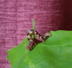 Attēlu rezultāti vaicājumam “Erannis defoliaria larva”