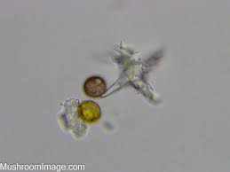 Attēlu rezultāti vaicājumam “Didymium xanthopus stalked”