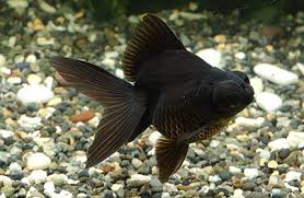 Image result for 出目金