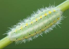 Attēlu rezultāti vaicājumam “Zygaena viciae”