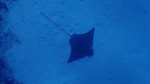 Image result for Aetomylaeus bovinus