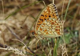 Attēlu rezultāti vaicājumam “Argynnis niobe”
