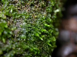 Attēlu rezultāti vaicājumam “Jungermannia hyalina cells”