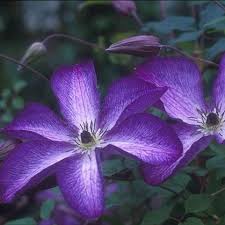 Attēlu rezultāti vaicājumam “Clematis”