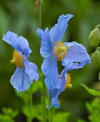 Image result for Meconopsis betonicifolia alba