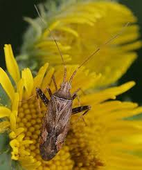 Attēlu rezultāti vaicājumam “Phytocoris varipes”