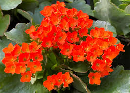 Image result for Kalanchoe blossfeldiana