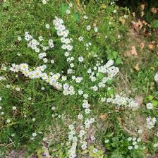 Image result for Aster lanceolatus