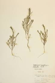 Attēlu rezultāti vaicājumam “Corispermum hyssopifolium”