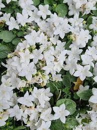 Image result for Campanula isophylla