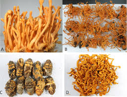 Attēlu rezultāti vaicājumam “Cordyceps militaris”