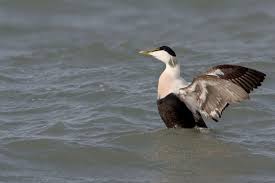 Attēlu rezultāti vaicājumam “Somateria mollissima”