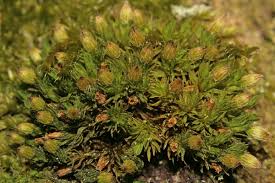 Attēlu rezultāti vaicājumam “Orthotrichum patens”