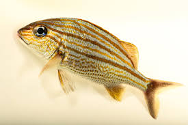 Image result for Haemulon carbonarium