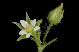 Attēlu rezultāti vaicājumam “Arenaria serpyllifolia flower”