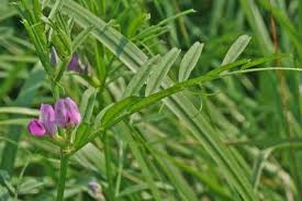 Attēlu rezultāti vaicājumam “Vicia angustifolia flower”
