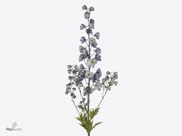 Attēlu rezultāti vaicājumam “Delphinium elatum  bud”