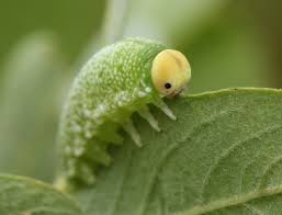 Attēlu rezultāti vaicājumam “Trichiosoma larva”