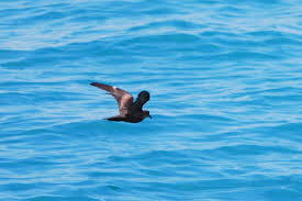 Image result for Oceanodroma monorhis