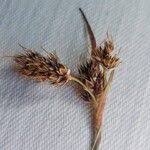 Attēlu rezultāti vaicājumam “Luzula campestris fruit”