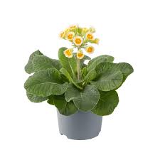 Attēlu rezultāti vaicājumam “Primula veris fruit”