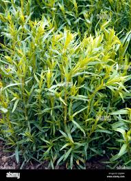 Image result for Artemisia dracunculus
