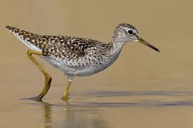 Attēlu rezultāti vaicājumam “Tringa glareola adult”